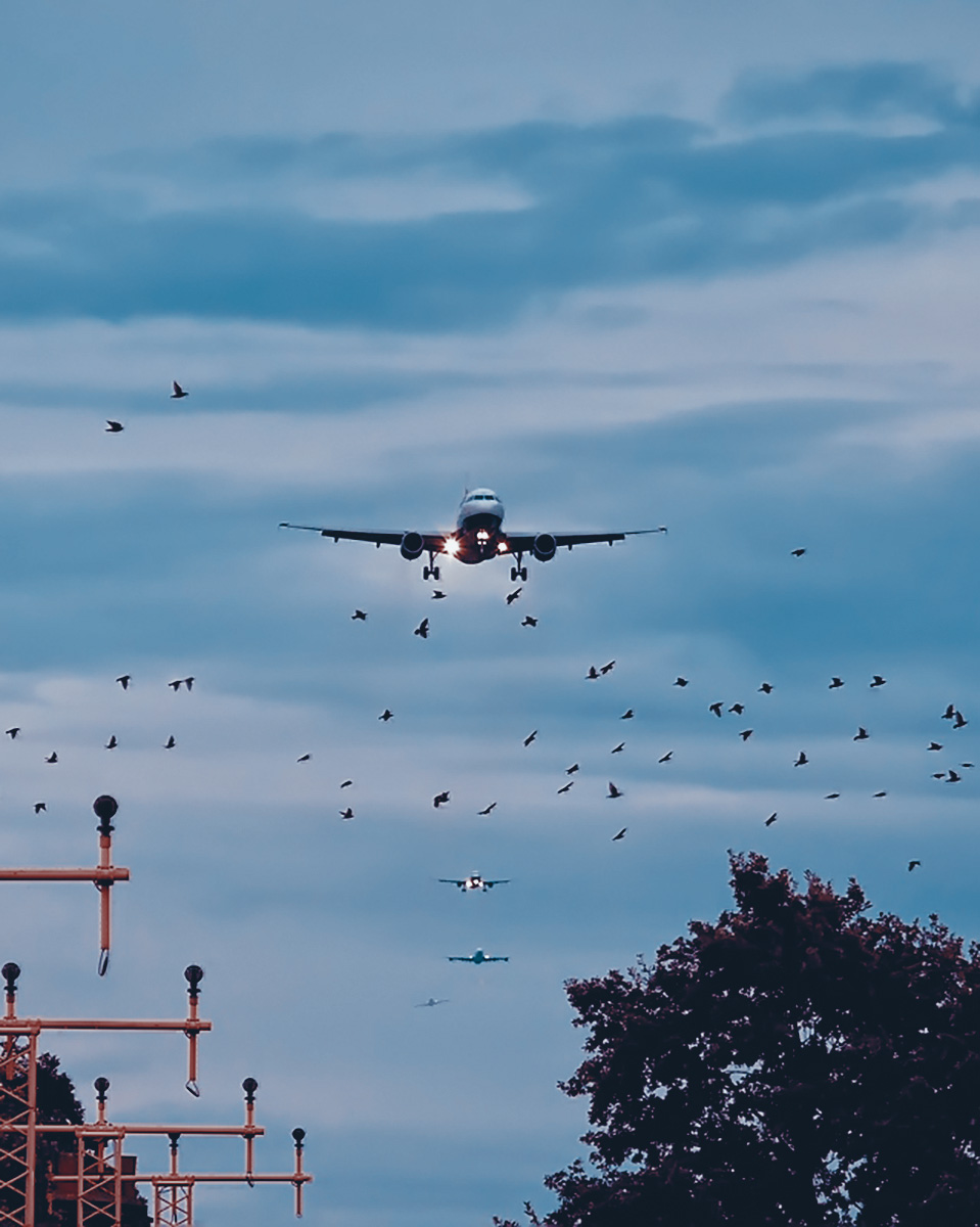 A plane landing and birds flying very close